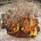 Immagine 6 azienda LA TAVERNA DEL MOLINO Tavola calda in Ravenna