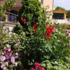 Immagine 1 azienda LANCIONI GIARDINI Servizi professionali in Filottrano AN