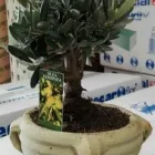 Immagine 1 azienda LE CHICCHE ARTICOLI DA REGALO Shopping e acquisti in Taranto