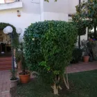 Immagine 3 azienda LE FANTASIE DEL GIARDINIERE DI CASSARÀ SALVATORE Shopping e acquisti in Monreale PA