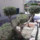 Immagine 4 azienda LE FANTASIE DEL GIARDINIERE DI CASSARÀ SALVATORE Shopping e acquisti in Monreale PA