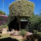 Immagine 7 azienda LE FANTASIE DEL GIARDINIERE DI CASSARÀ SALVATORE Shopping e acquisti in Monreale PA