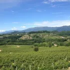 Immagine 4 azienda LE MIRE PROSECCO CONEGLIANO Servizi agricoli in Refrontolo TV