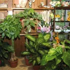 Immagine 5 azienda LE QUATTRO STAGIONI Wedding planner organizzazione matrimoni in Capurso BA