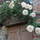 Immagine 2 azienda LOCATION CASCINA MARIE Viaggi e turismo in Bricherasio TO