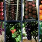 Immagine 1 azienda LU.SI. GROUP Shopping e acquisti in San Ferdinando Di Puglia BT