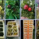 Immagine 3 azienda LU.SI. GROUP Shopping e acquisti in San Ferdinando Di Puglia BT