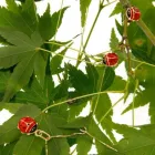 Immagine 4 azienda LUCCHETTA 1953 Shopping e acquisti in Bassano Del Grappa VI