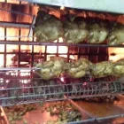 Immagine 1 azienda LUI E' PEGGIO DI ME OSTERIA PIZZERIA BRACERIA Tavola calda in Quarto NA