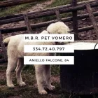 Immagine 7 azienda M.B.R. PET VOMERO Industrie e agricoltura in Napoli