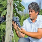 Immagine 6 azienda MALAVASI DANIELE Servizi agricoli in Pozzolengo BS