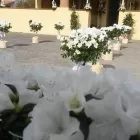 Immagine 7 azienda MANTINEO FIORI Shopping e acquisti in Messina
