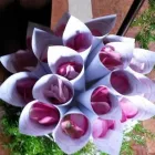 Immagine 8 azienda MANTINEO FIORI Shopping e acquisti in Messina