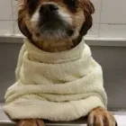 Immagine 1 azienda MARAMIAO PET SHOP Servizi professionali in Bagno A Ripoli FI