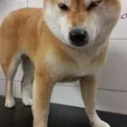 Immagine 2 azienda MARAMIAO PET SHOP Servizi professionali in Bagno A Ripoli FI