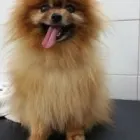 Immagine 3 azienda MARAMIAO PET SHOP Servizi professionali in Bagno A Ripoli FI