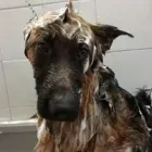 Immagine 4 azienda MARAMIAO PET SHOP Servizi professionali in Bagno A Ripoli FI
