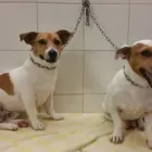 Immagine 5 azienda MARAMIAO PET SHOP Servizi professionali in Bagno A Ripoli FI