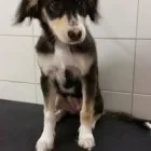 Immagine 6 azienda MARAMIAO PET SHOP Servizi professionali in Bagno A Ripoli FI