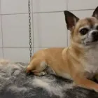 Immagine 7 azienda MARAMIAO PET SHOP Servizi professionali in Bagno A Ripoli FI