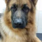 Immagine 8 azienda MARAMIAO PET SHOP Servizi professionali in Bagno A Ripoli FI