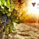 Immagine 10 azienda MARCONI VITICOLTORI IN ARICCIA Servizi agricoli in Ariccia RM