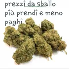 Immagine 4 azienda MARIJFARM Vivaio in Fiumicino RM