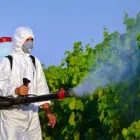 Immagine 1 azienda MARIPOSA DISINFESTAZIONI Immobiliare e ristrutturazioni in Abbiategrasso MI