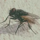 Immagine 2 azienda MARIPOSA DISINFESTAZIONI Immobiliare e ristrutturazioni in Abbiategrasso MI