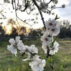 Immagine 4 azienda MASSERIA DOGANIERI Viaggi e turismo in Galatone LE