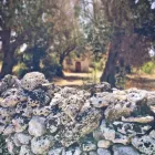 Immagine 6 azienda MASSERIA DOGANIERI Viaggi e turismo in Galatone LE
