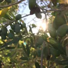 Immagine 7 azienda MASSERIA DOGANIERI Viaggi e turismo in Galatone LE