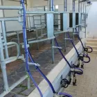 Immagine 1 azienda MASTRODOMENICO AGRICOLTURA Shopping e acquisti in Pontinia LT