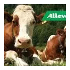 Immagine 4 azienda MASTRODOMENICO AGRICOLTURA Shopping e acquisti in Pontinia LT