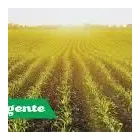 Immagine 5 azienda MASTRODOMENICO AGRICOLTURA Shopping e acquisti in Pontinia LT