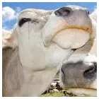 Immagine 6 azienda MASTRODOMENICO AGRICOLTURA Shopping e acquisti in Pontinia LT