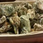 Immagine 7 azienda MATUSEL RISTORANTE Ristorante in Bologna