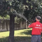 Immagine 3 azienda MD DISINFESTAZIONI Industrie e agricoltura in Agnano NA