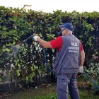 Immagine 5 azienda MD DISINFESTAZIONI Industrie e agricoltura in Agnano NA