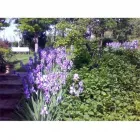 Immagine 1 azienda MELUZZI VIVAI Vivaio in Rivazzurra RN