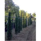 Immagine 3 azienda MELUZZI VIVAI Vivaio in Rivazzurra RN