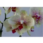 Immagine 4 azienda MELUZZI VIVAI Vivaio in Rivazzurra RN