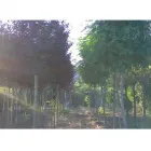 Immagine 5 azienda MELUZZI VIVAI Vivaio in Rivazzurra RN