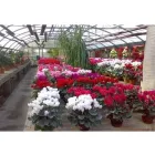 Immagine 6 azienda MELUZZI VIVAI Vivaio in Rivazzurra RN