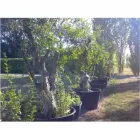 Immagine 7 azienda MELUZZI VIVAI Vivaio in Rivazzurra RN