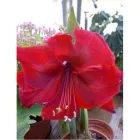 Immagine 8 azienda MELUZZI VIVAI Vivaio in Rivazzurra RN