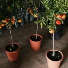Immagine 1 azienda MERCATO DEL FIORE - PIANTE E FIORI Vivaio in Palermo