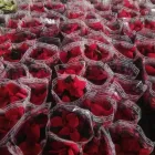 Immagine 2 azienda MERCATO DEL FIORE - PIANTE E FIORI Vivaio in Palermo