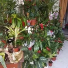 Immagine 4 azienda MERCATO DEL FIORE - PIANTE E FIORI Vivaio in Palermo