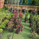 Immagine 5 azienda MERCATO DEL FIORE - PIANTE E FIORI Vivaio in Palermo